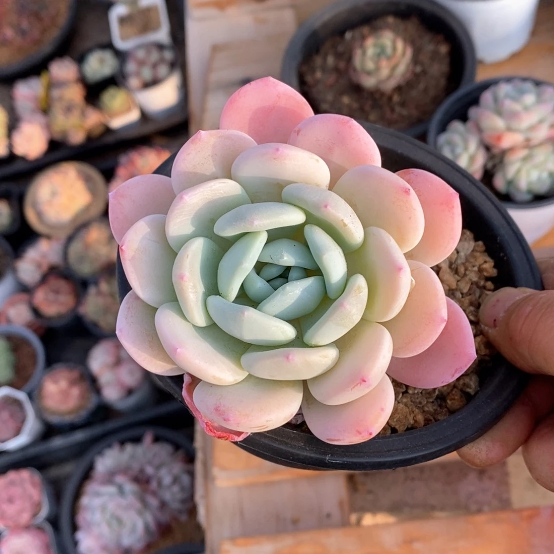 精品多肉一物一拍不包整174