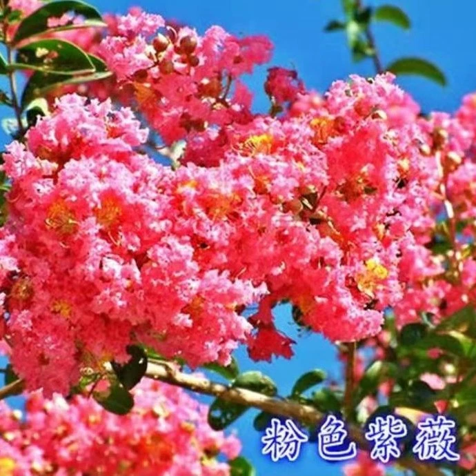 紫薇花盆栽庭院四季好养耐寒耐高温适合阳台室内外的精品花卉