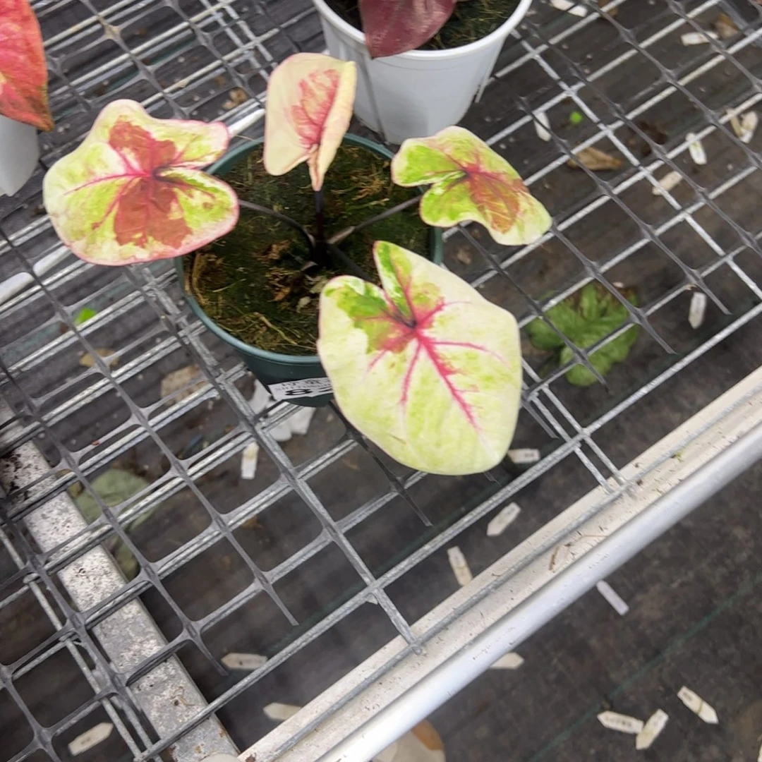 花***哒无花朵            827哈拉不包售后