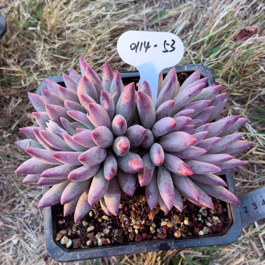 萍**逢0114-53羽毛虞