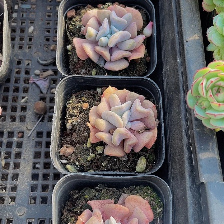 雪精灵带盆土发货