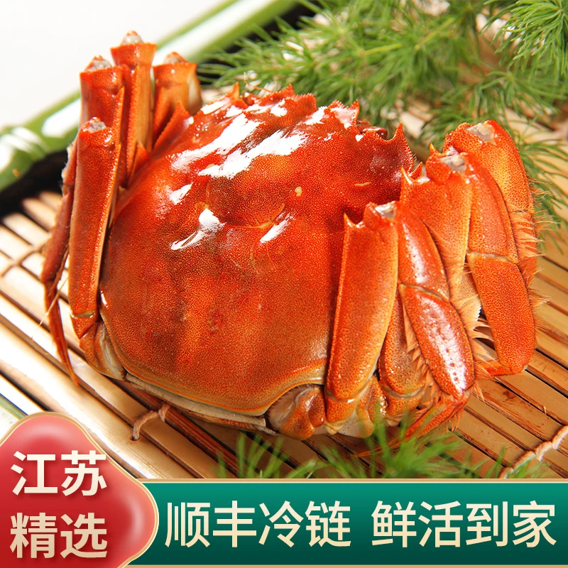 【活蟹现发】3.4-3.1两 全母蟹 红膏大闸蟹 8只+2只共10只  顺丰BC