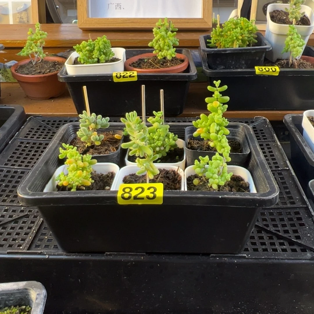枝干番杏多肉植物823