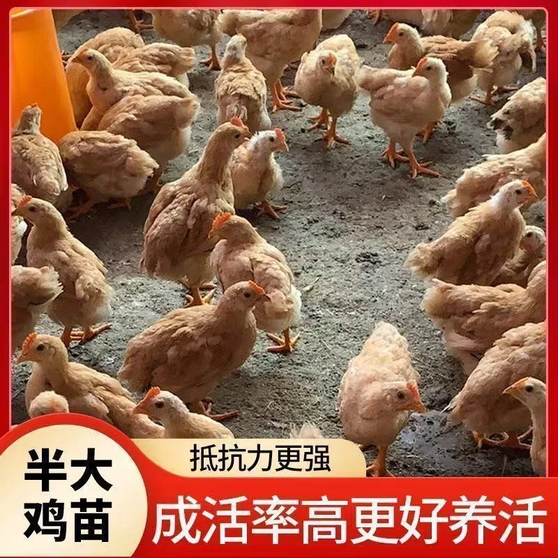 半斤左右散养九斤红粉壳蛋宠物鸡公母可选土鸡