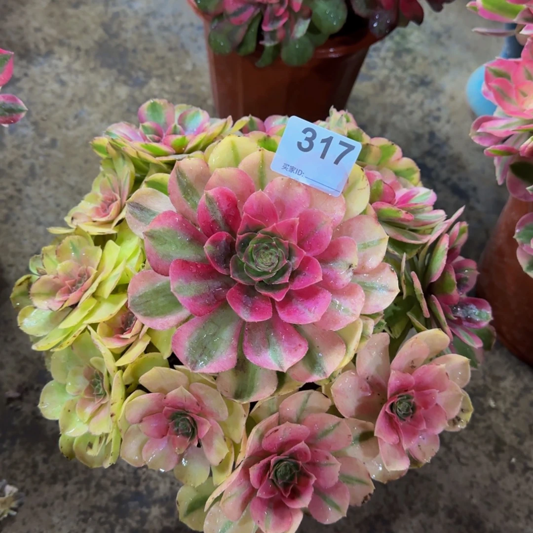 多肉植物雨荷317