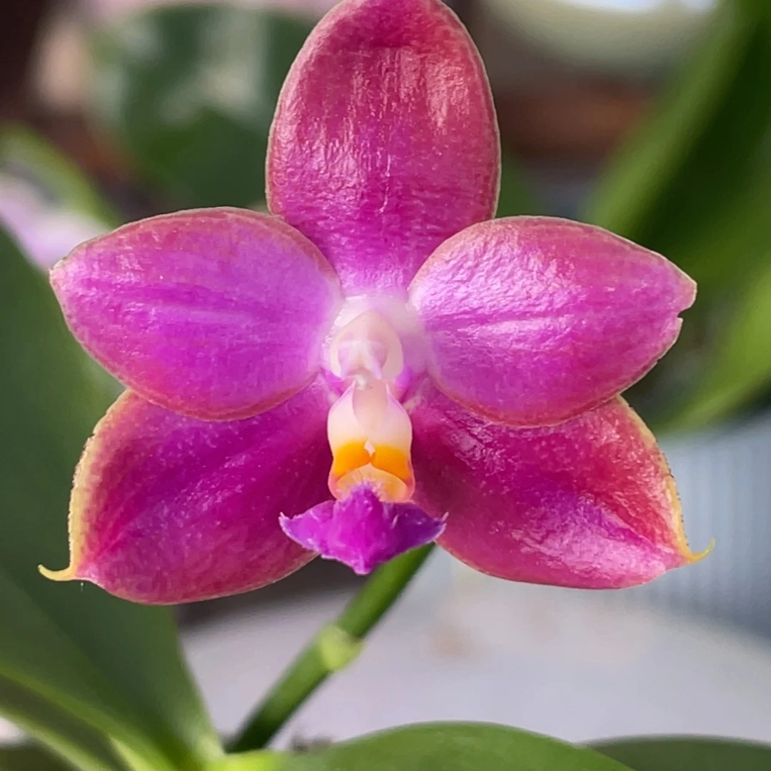 完全开放爪哇狗香