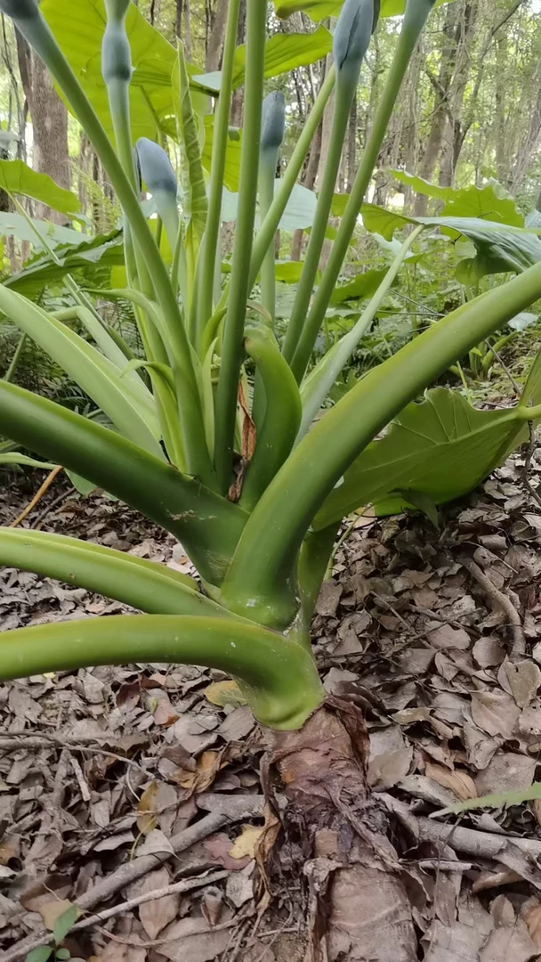 室内外阳台飘窗绿植花卉盆栽