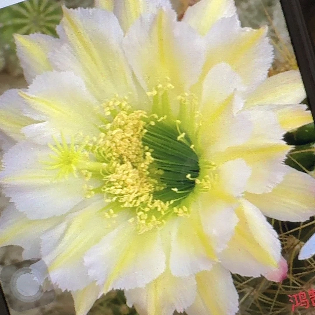 鸿鹄侧芽5公分左右毛花柱