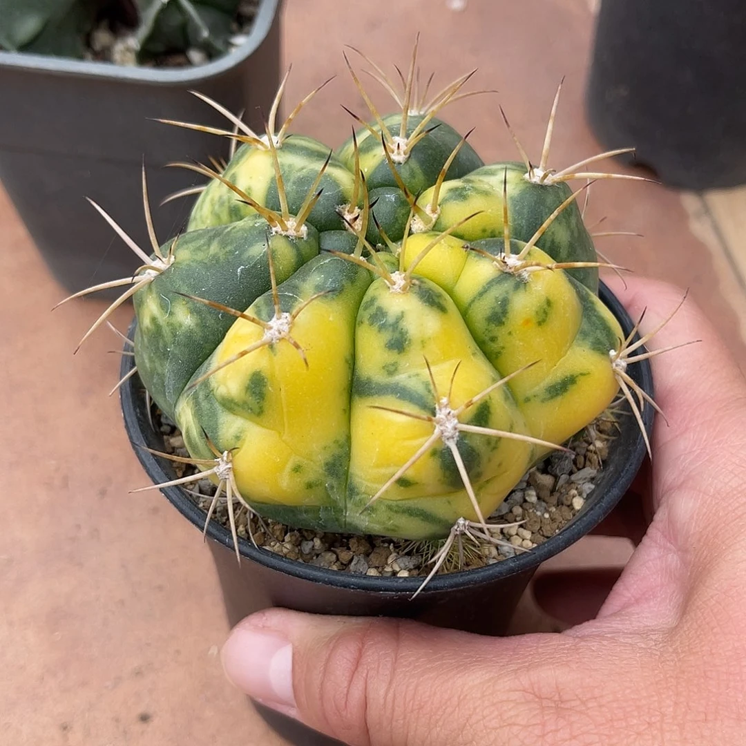 实生良宽锦仙人球一物一拍