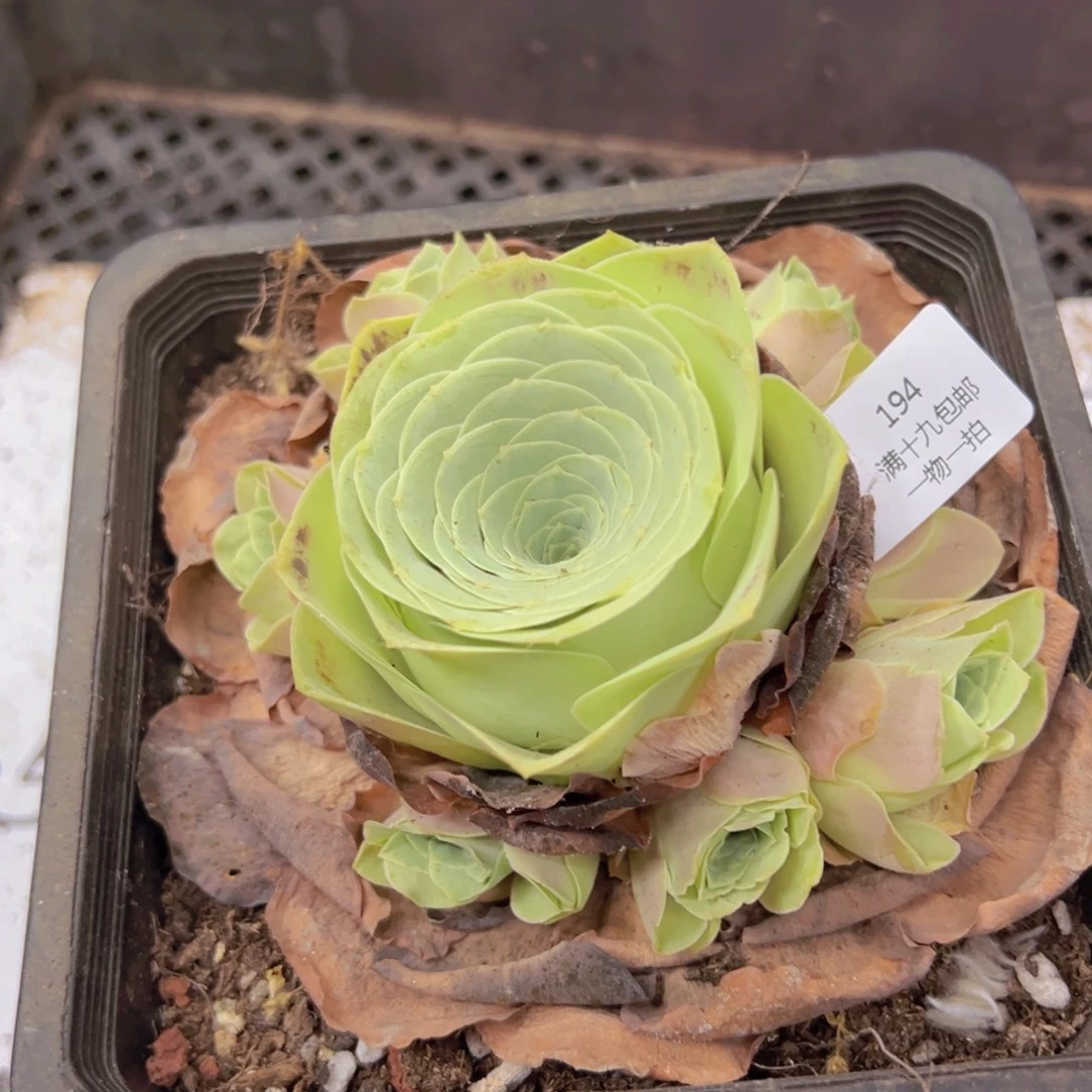 194 侧牙掉了不包损无售后