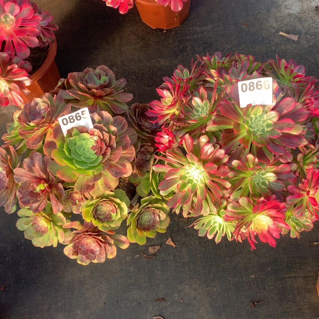 花月夜865有干巴天河866法师多肉植物6500000