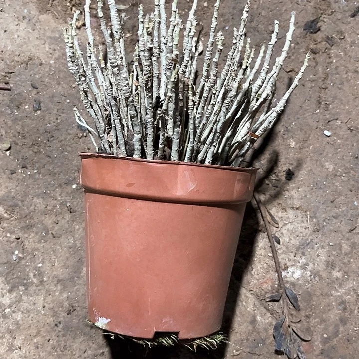 红陶致*春滨朴369580965555