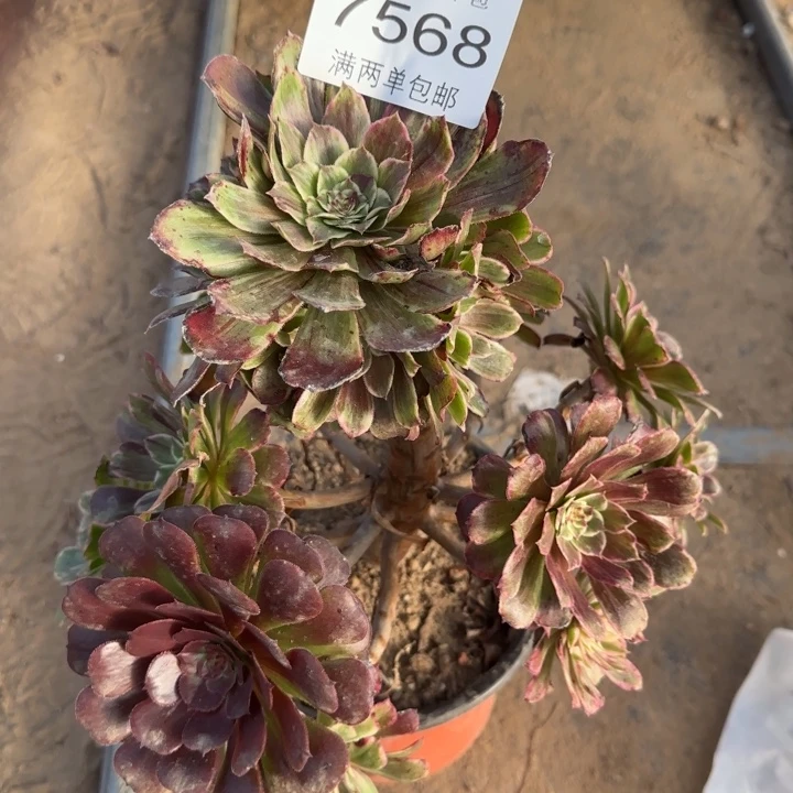 7568紫墨多肉植物