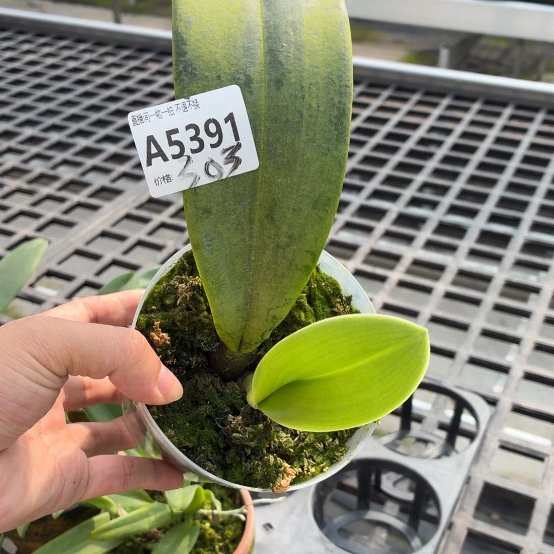 当前无花朵，栽培后可花朵A5391领带石兜兰3.5寸