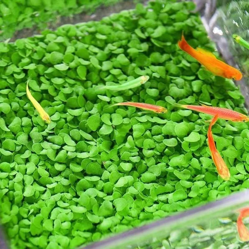 新款四季水草种子水草泥生态懒人创意