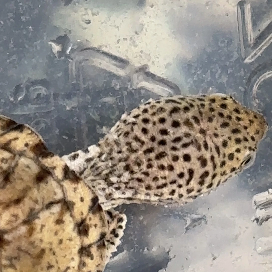 宠物龟不分公母全品鼎级双满文粗纹黑刀