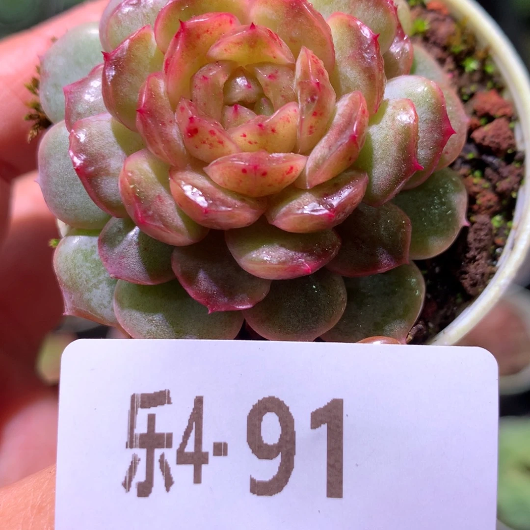 乐然 4-91 熔晶单头