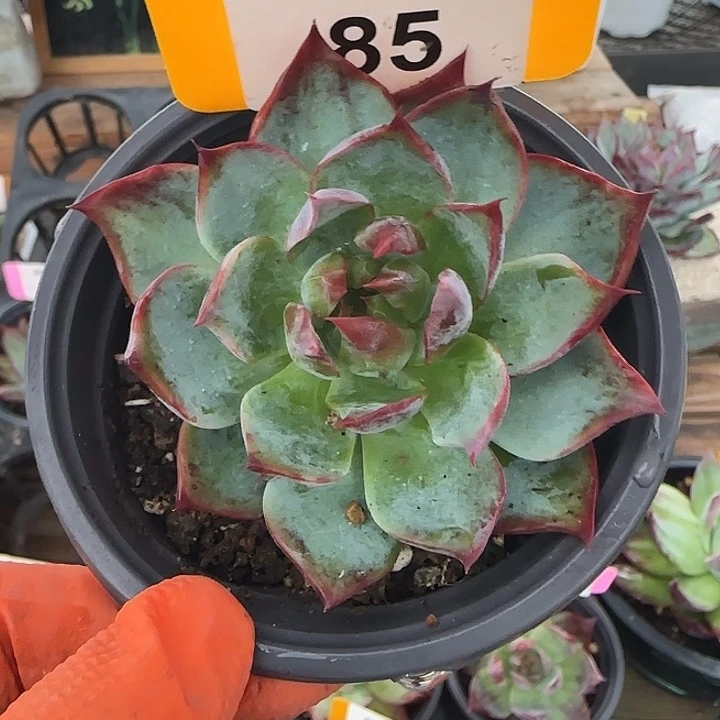 85 惊鸿仙子多肉植物