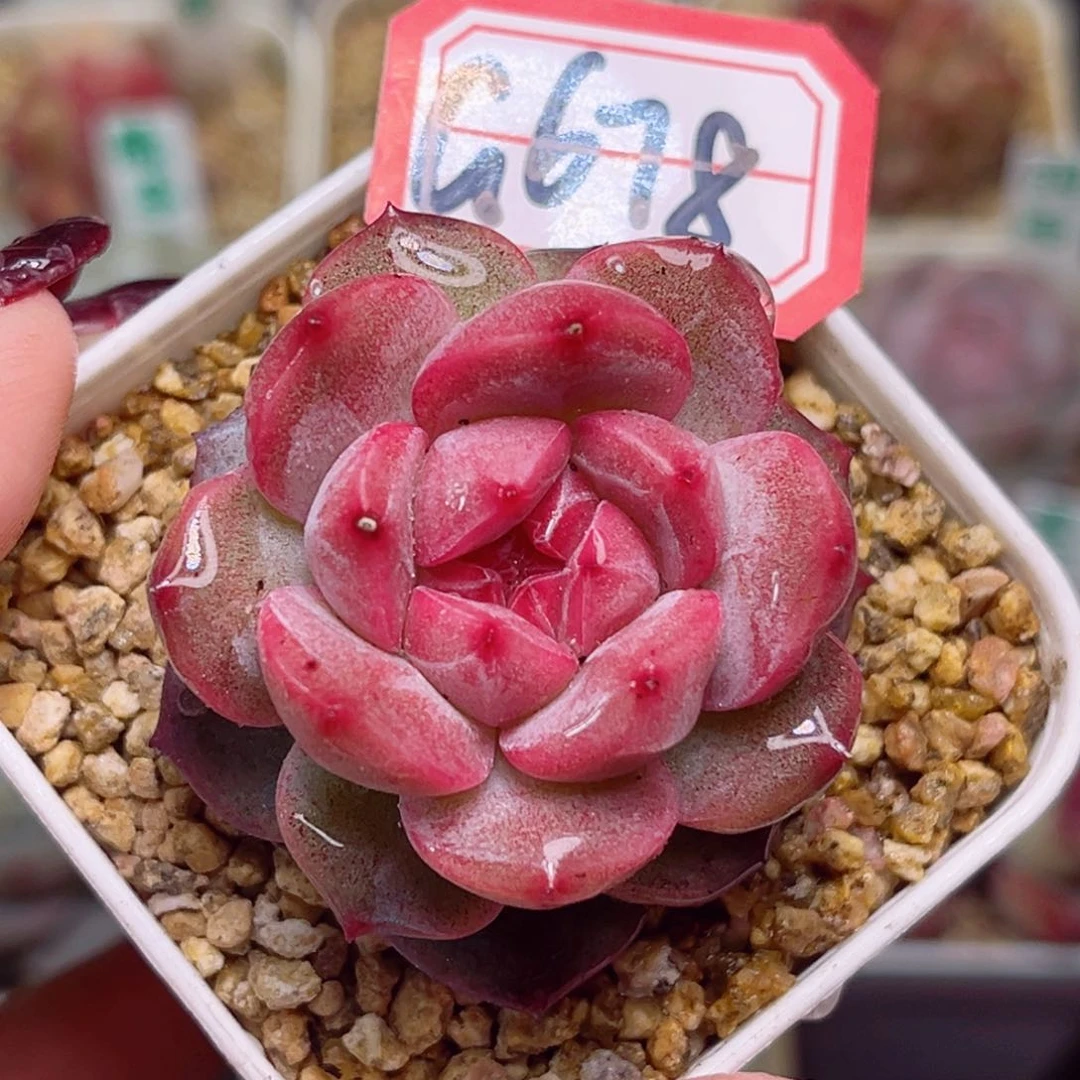 G678一物一拍 国色芳华