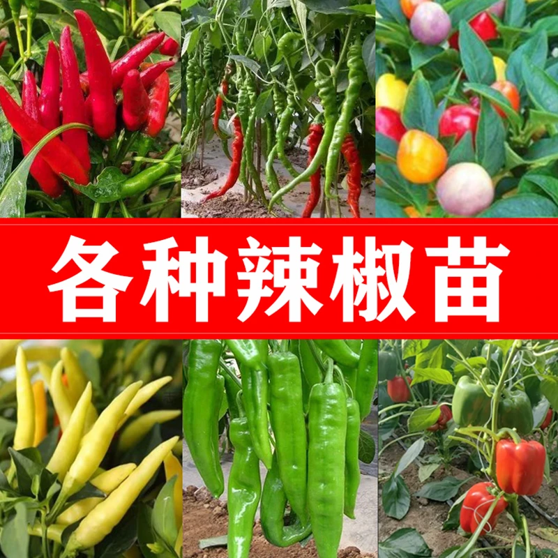 高产各种辣椒苗蔬菜秧苗螺丝椒牛角椒尖椒朝天椒观赏盆栽地栽