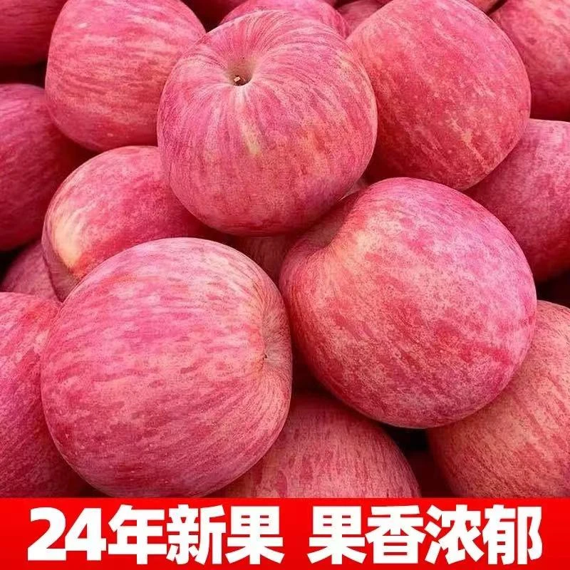 正宗山东烟台栖霞红富士苹果4.5斤当季水果产地直发高端果