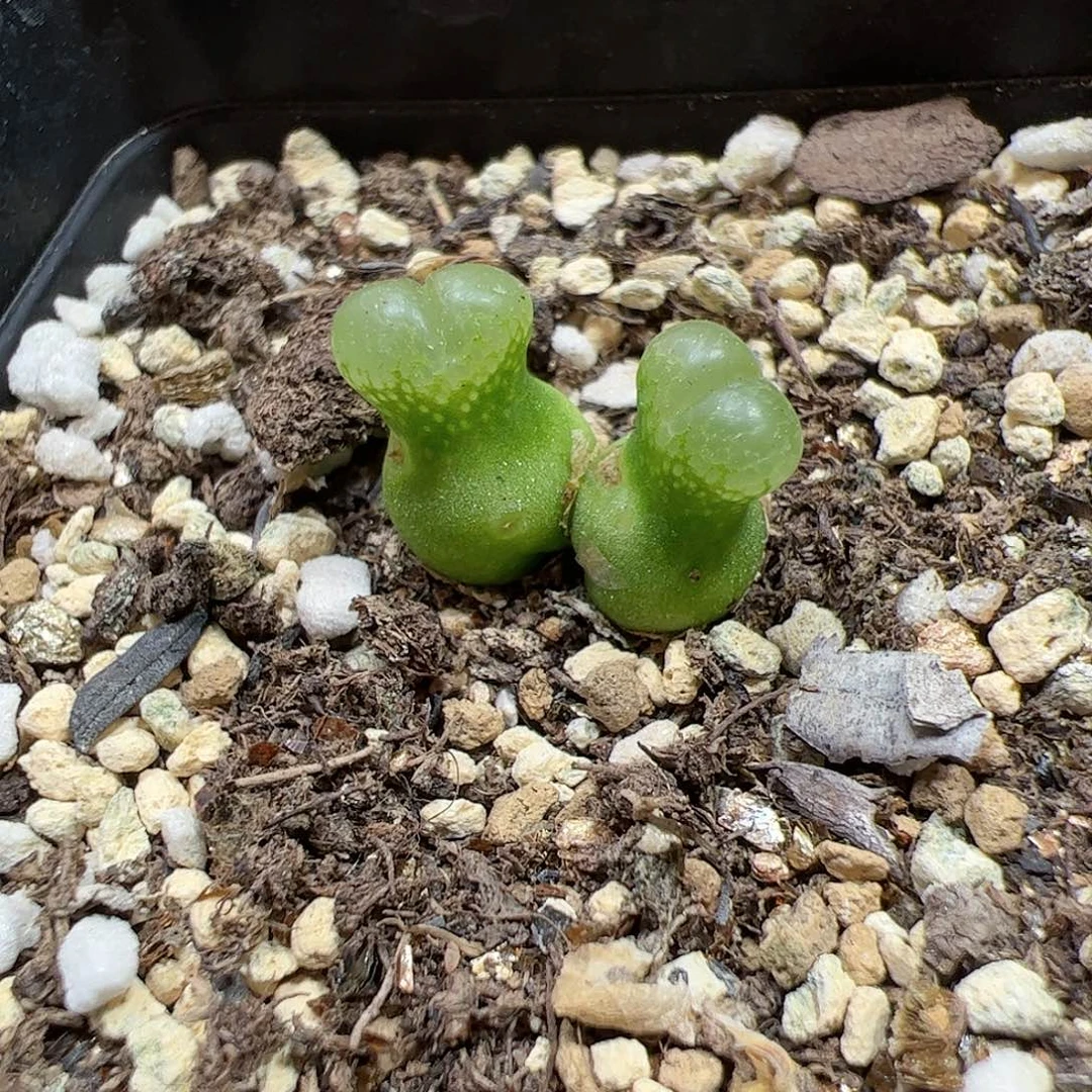 【闪购商品】16 小葫芦