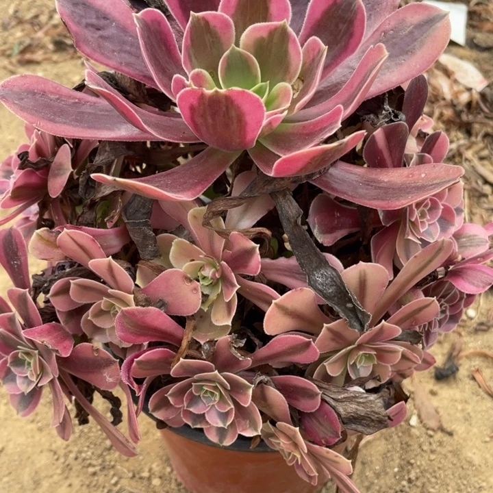 无花朵485多肉植物美杜莎。