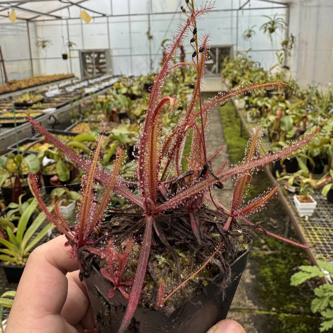 【阿帝露茅膏菜】大型巨型吃虫子驱蚊茅膏菜桌面绿植趣味盆栽