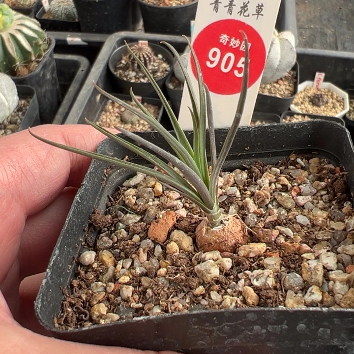 实生长叶块根寿一棵仙人球