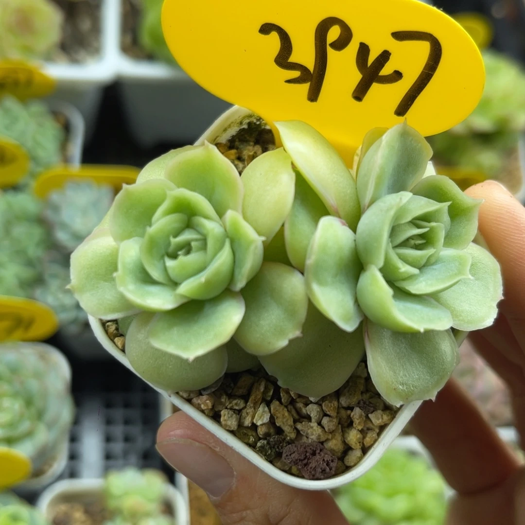 水晶虾饺双头3947