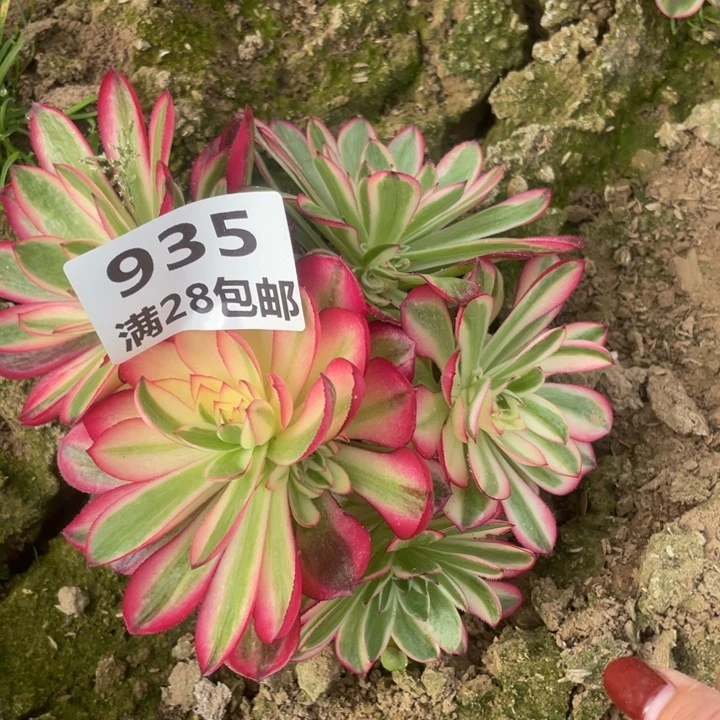 935二号棚倾城母本E