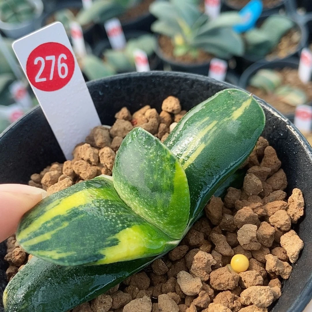 276卧牛实生锦带盆发货