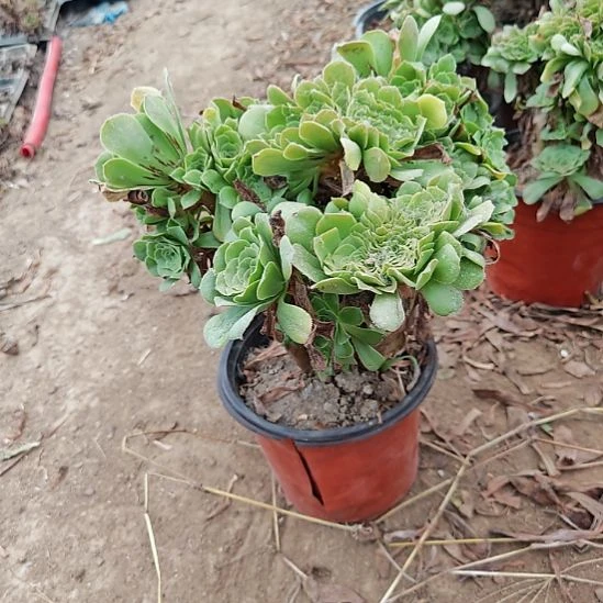 绿羊绒缀加急法师12