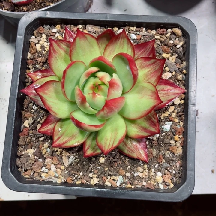 ╭***╮惊鸿仙子多肉植物A135