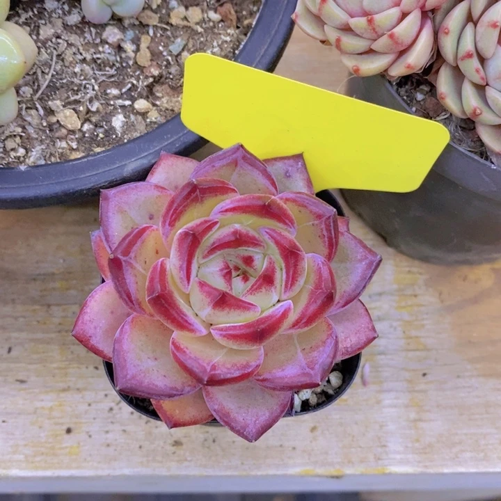 梨****奶开心多肉植物多肉