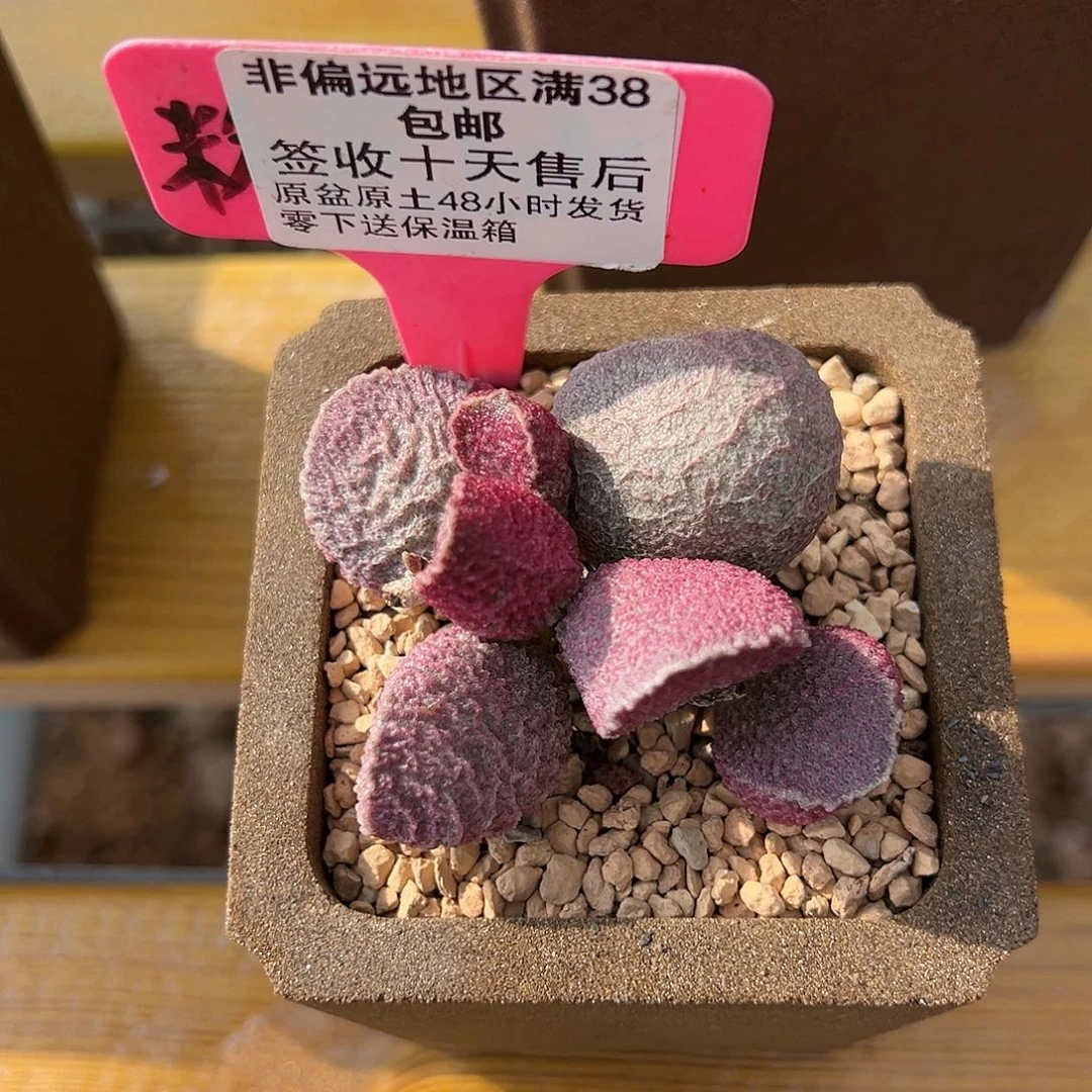 哈默猪肝多肉562