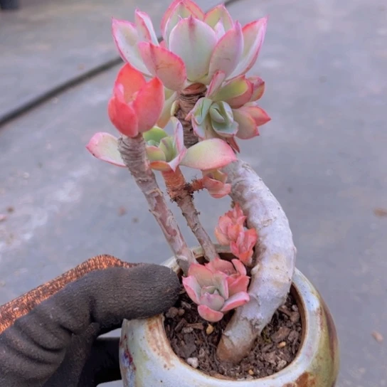 特价超级老桩白玫瑰