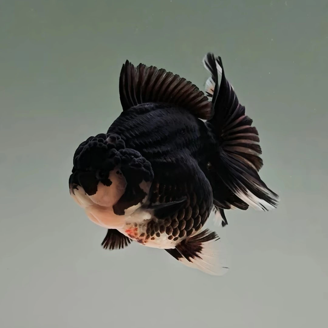 兰寿直播专属链接 9-11cm 不包邮包损.随机花色（发货后