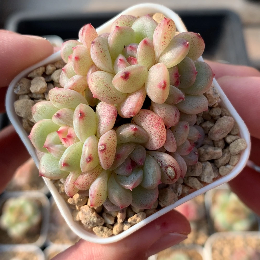 两个3头应该是。    多肉珍妮29号