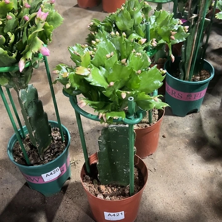 用***3完全开放421嫁接073