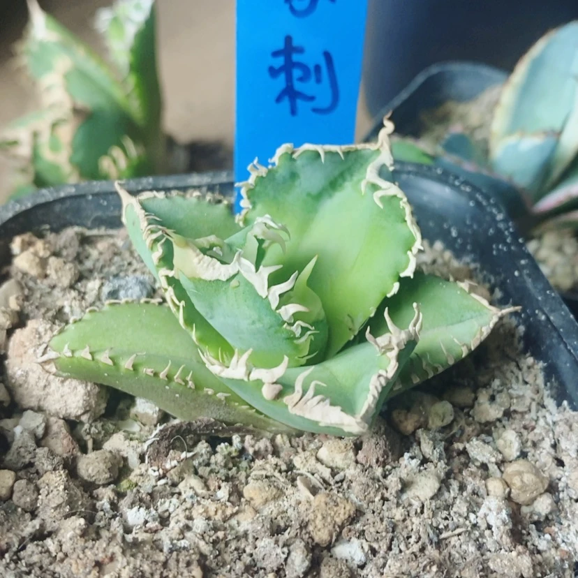 【闪购商品】白豪刺