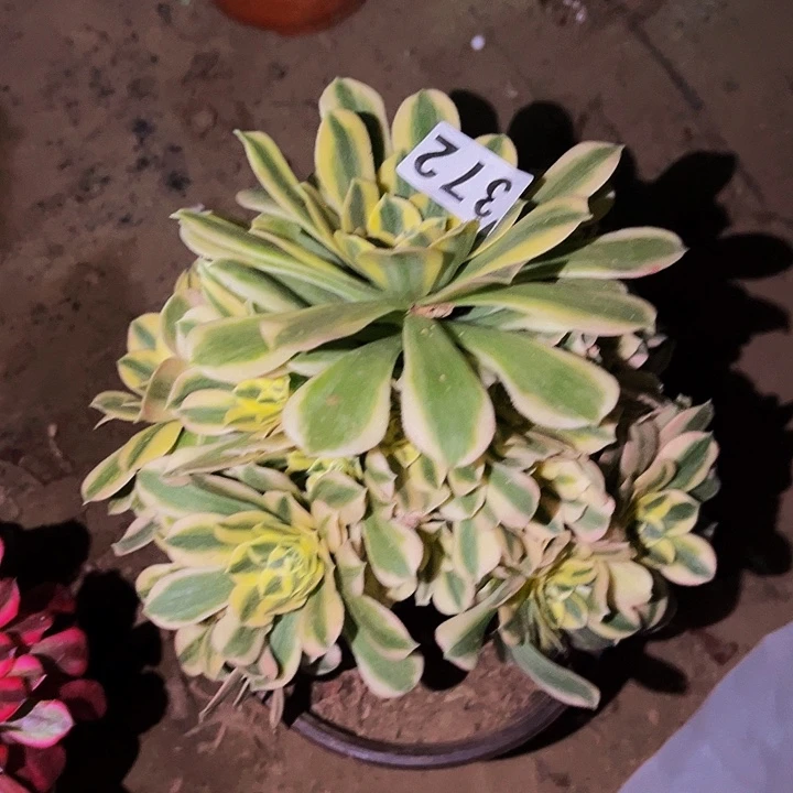 372辛尼亚多肉植物处理不售后