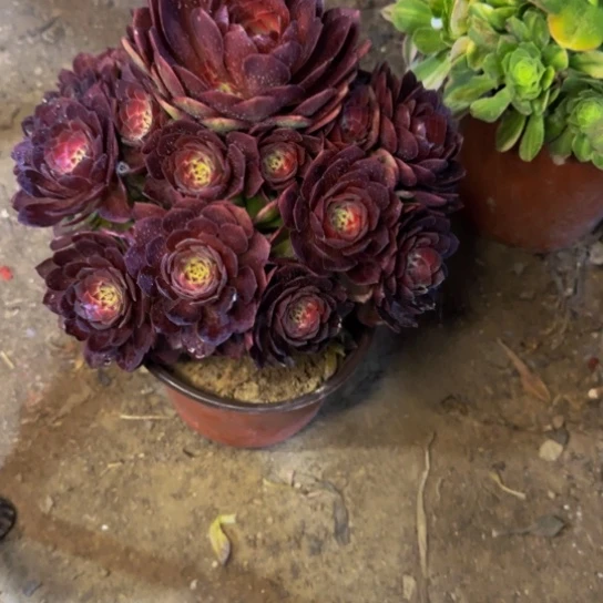 红魔13.88加急发明天早上