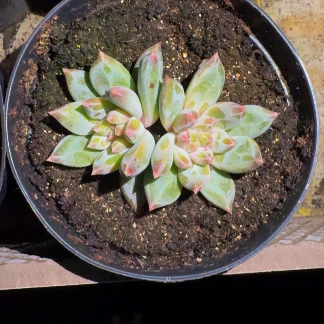 青禾美人 双头 一物一拍