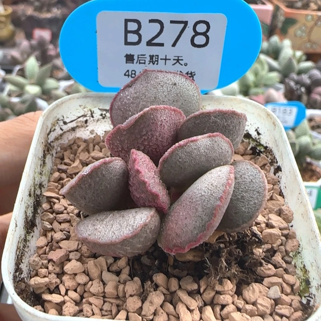 妖姬。   278。
