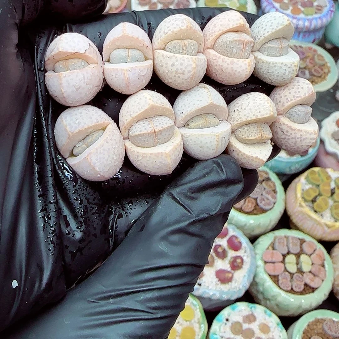 生石花满18包邮1231-84