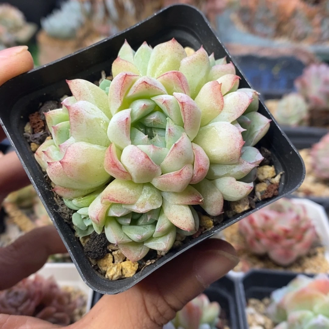 白底边线沁心杂交自然群