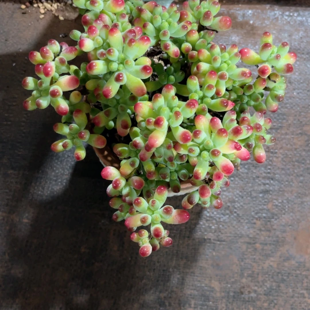 ****༄云尘多肉一物一拍728不含盆