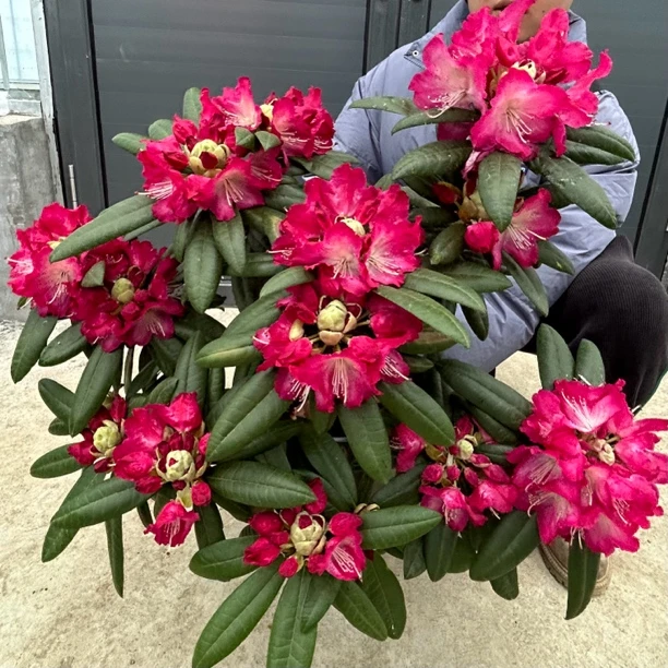 【禹垚优选】高山杜鹃-5-8年老桩草莓圣代超大冠幅满花苞原土原盆发