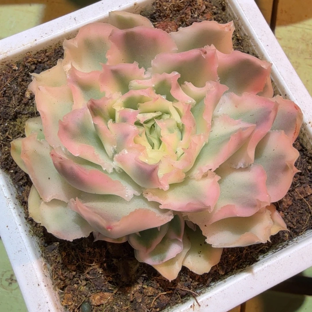 紫蝴蝶锦，锦上园艺一物一拍